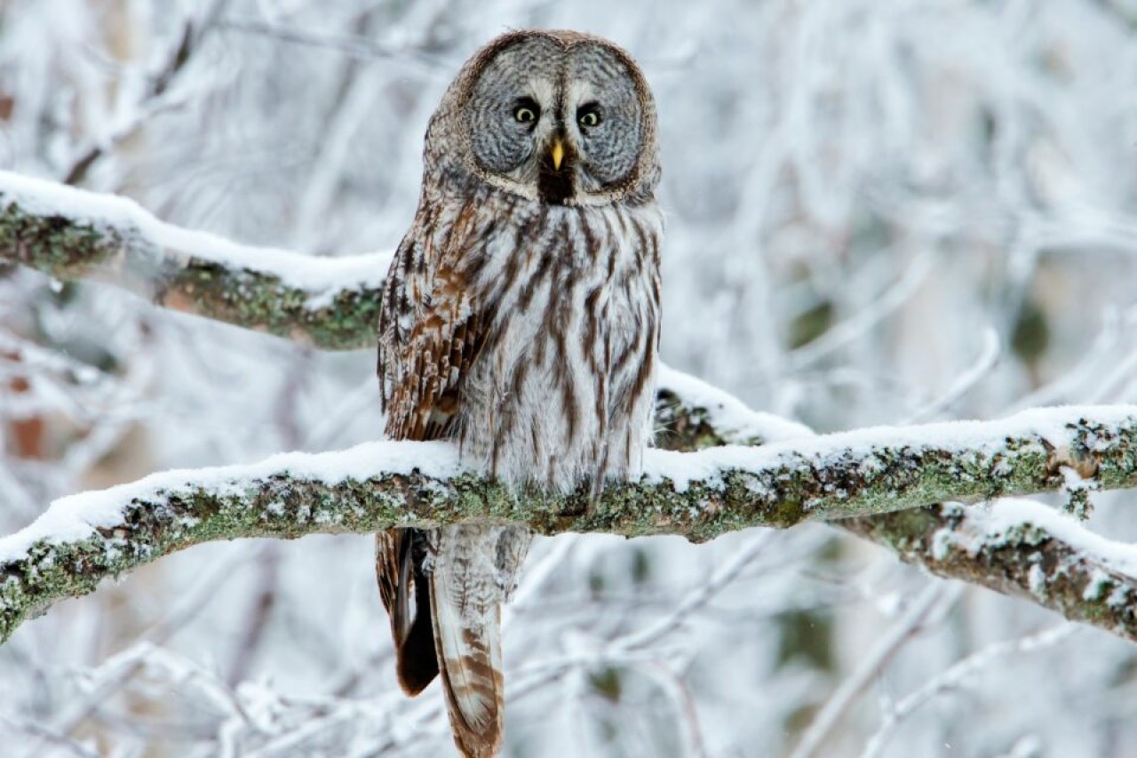 Graueulen: Beute unter einem Meter Schnee orten