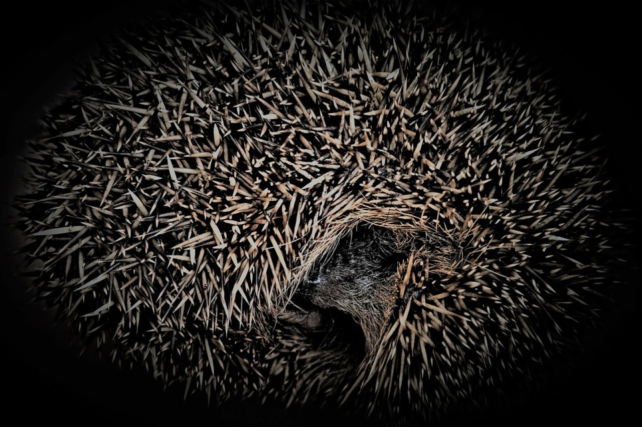 Winterschlaf: Was wirklich im Körper passiert