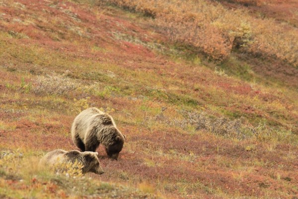 Alaska : davantage de protection animale pour les animaux sauvages