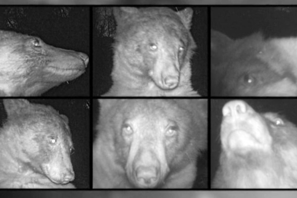 Bär schiesst 400 Selfies mit Wildtierkamera