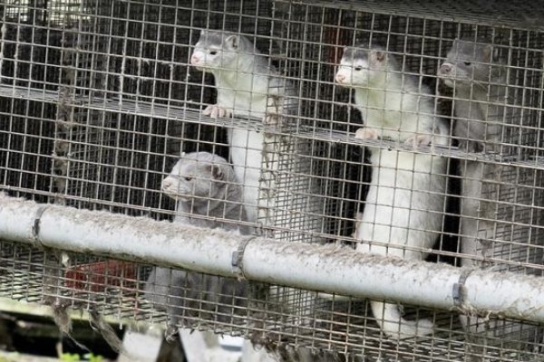 Danemark : les fermes à fourrure torturent à nouveau des animaux sauvages