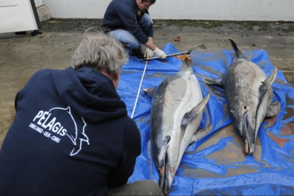 Frankreich: Delfinsterben nimmt zu