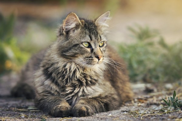 Der Mensch trägt Schuld an freilaufenden Katzen