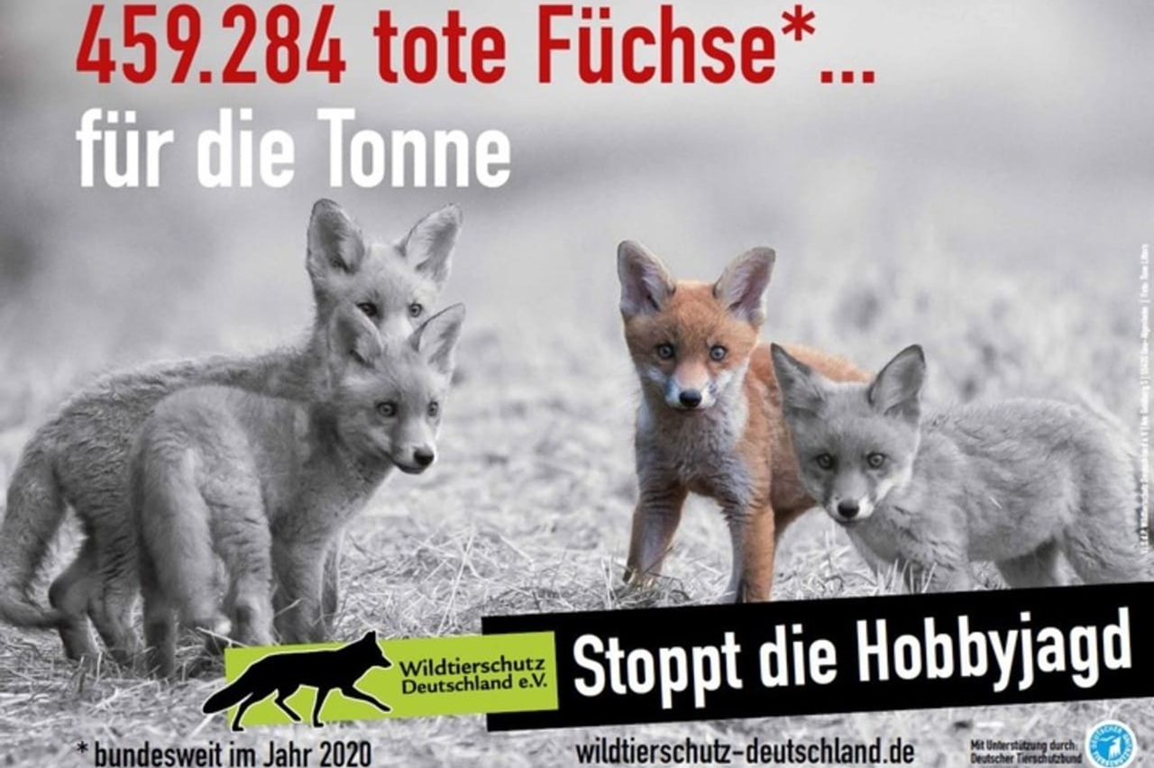 Deutschland 459'284 tote Füchse für die Tonne