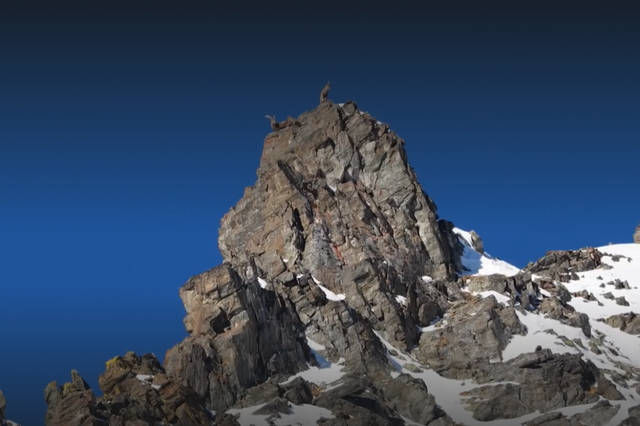 Ein Leben lang am Hang: Der Steinbock
