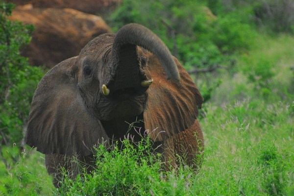 Elephants: Forest gardeners against global warming