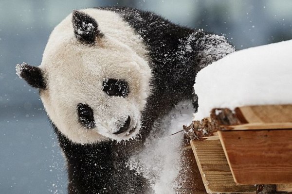 Finnland: Zoo schickt Riesenpandas nach China zurück