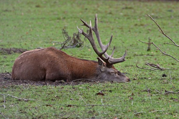 Ciervo herido y rematado a cuchillo durante una jornada de hobby hunting