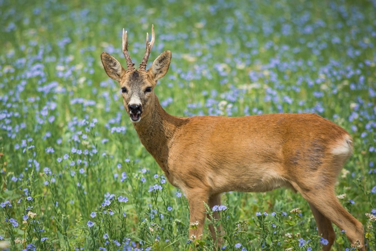 Wild beim Wild