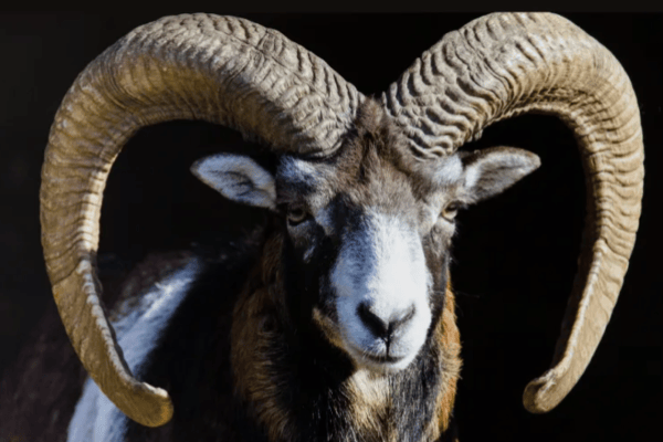 El hobby hunting es una declaración de bancarrota