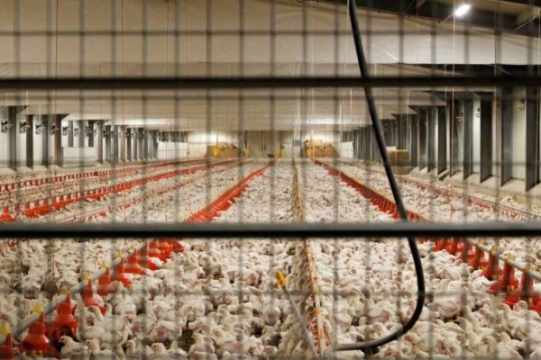 Italia: trista realitate a creșterii bio a găinilor