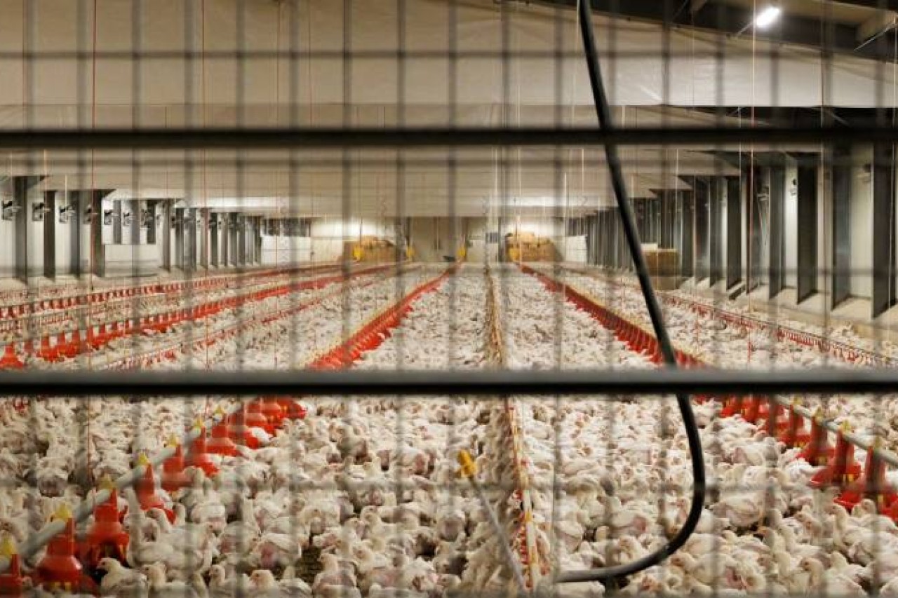 Italien: Traurige Realität der Bio-Hühnerhaltung