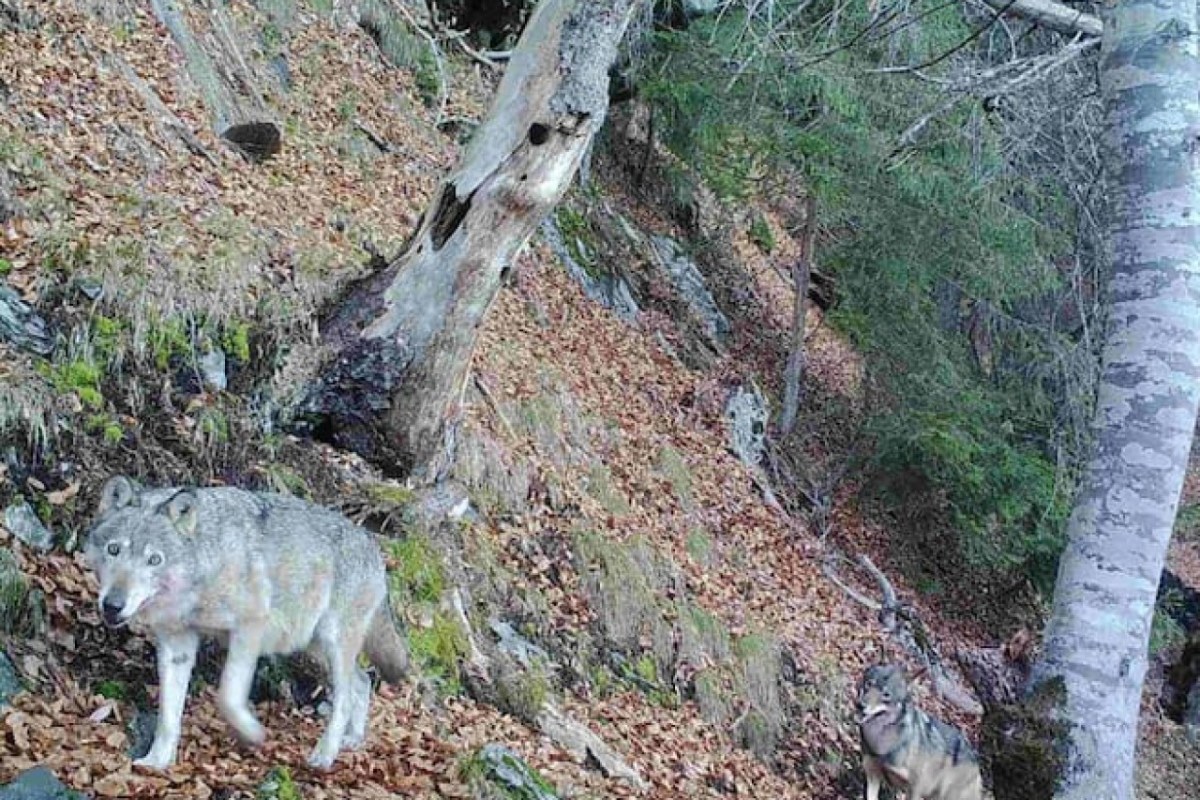 Wild beim Wild