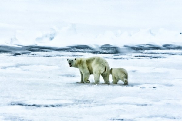 Le manque d'habitat entraîne davantage d'observations d'ours polaires