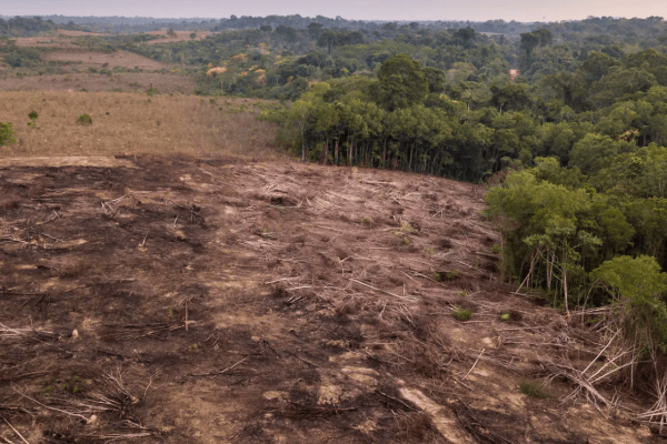 Amazonia: jedna trzecia zniszczona przez człowieka i suszę