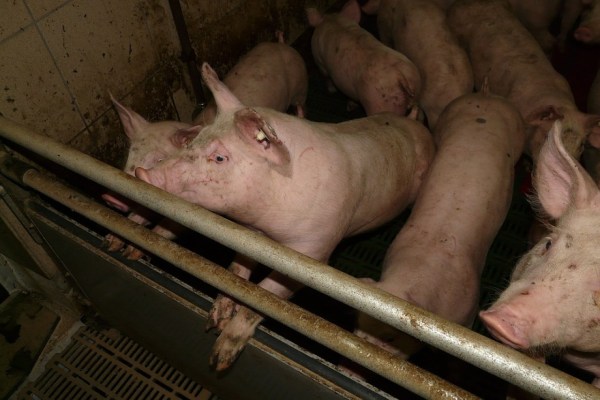 Zwierzęta gospodarskie – od ekologicznych po konwencjonalne – cierpią na choroby