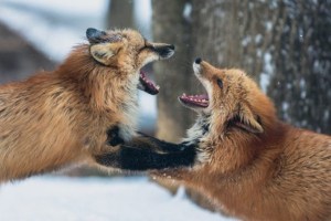 Schluss mit der Fuchsjagd