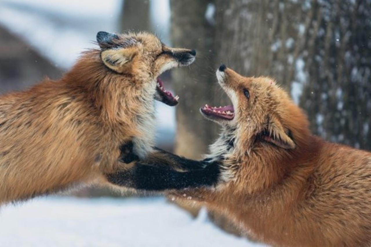 A caçada à raposa terminou.