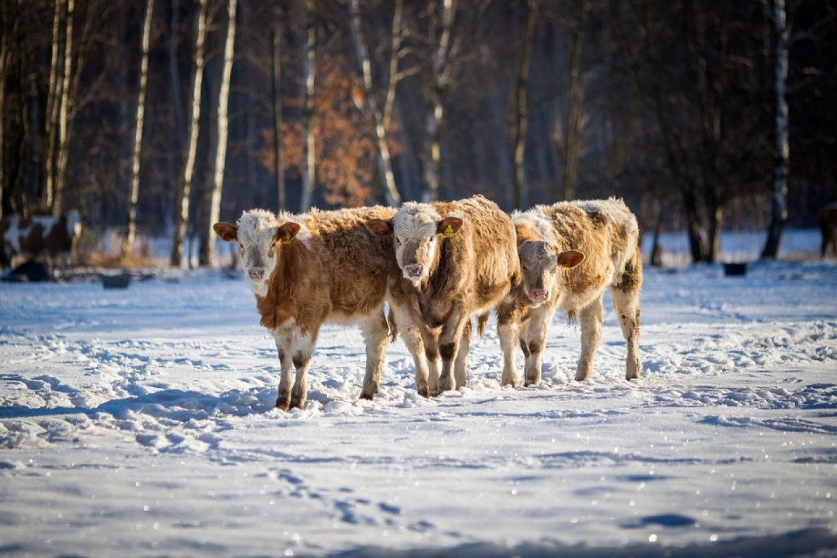 Wild beim Wild
