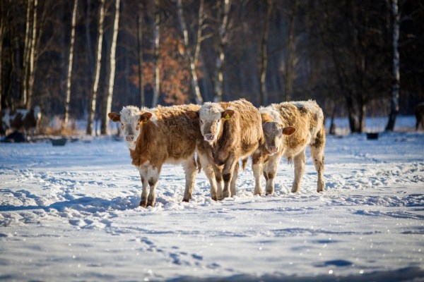 Basses températures, neige et animaux