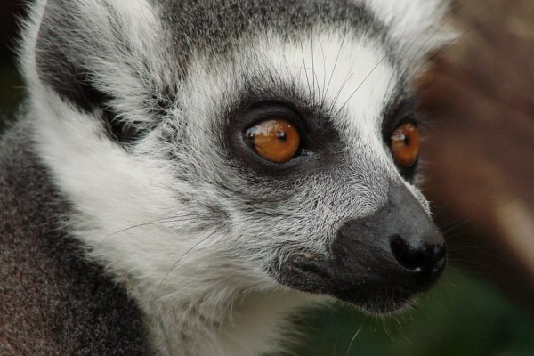 Animals in Madagascar threatened with extinction