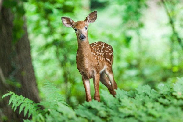 Tiere sind ein wichtiger Faktor für die Erholung der Wälder
