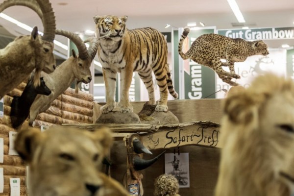 Vânătoarea de trofee: rezistență din Africa