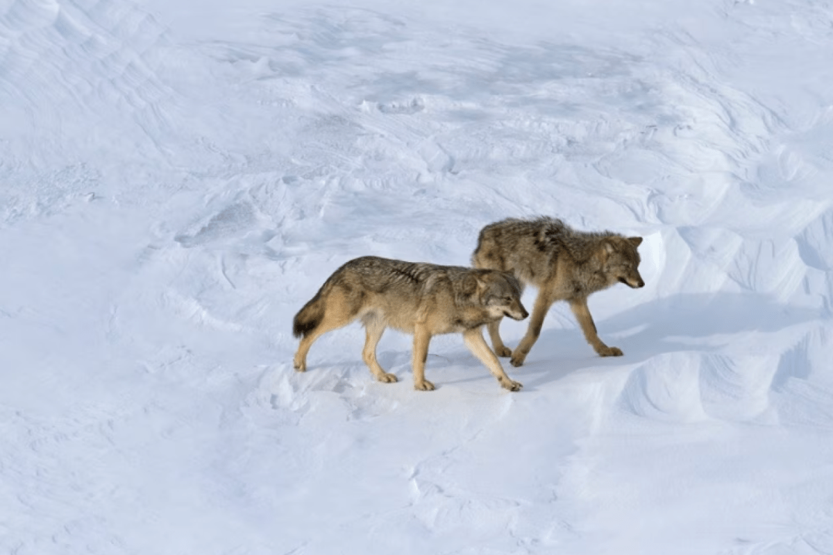Wild beim Wild