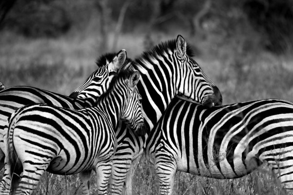 Verzichten Sie auf Zebra und andere exotische Fleischsorten