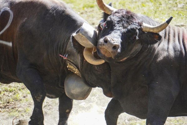 Valais: las peleas de vacas no vulneran la dignidad animal