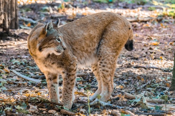 Wallis: Wieder wurde ein Luchs gewildert