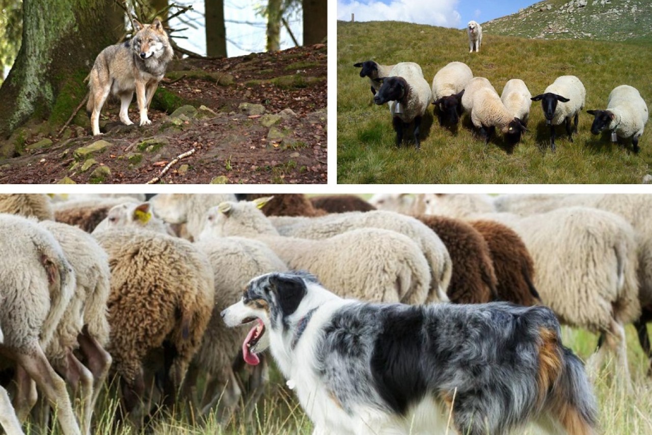 Wallis: Wolfsmonitoring und Herdenschutz