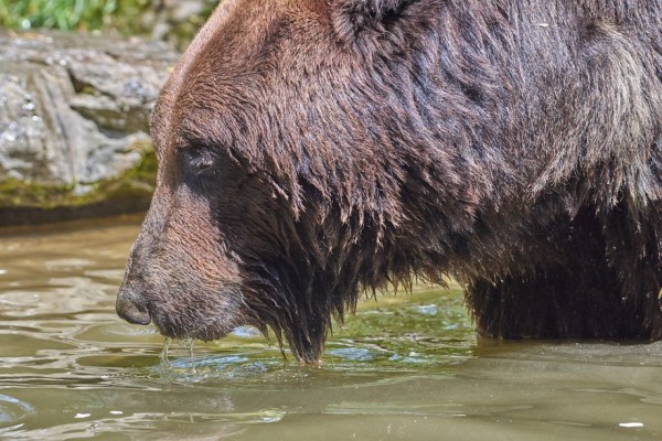 Perché alcuni orsi neri sono bruni?