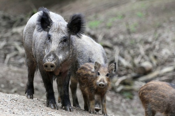 Wildschweine meiden Zentralschweiz