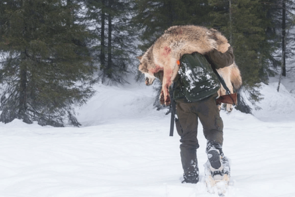 Suède : 51 loups abattus en 7 jours