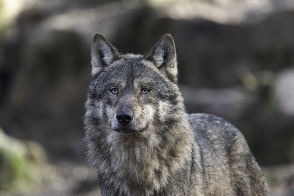 Wolfsrudel sind nach menschlichen Eingriffen gefährdet
