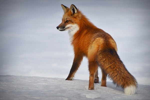 Deutschland: Fuchswochen nicht tierschutzkonform