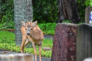 Die Friedhofs-Rehe aus Basel werden in den Jura umgesiedelt
