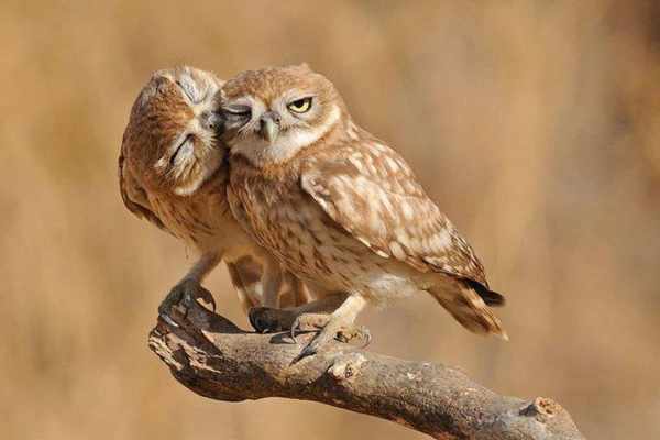 Die romantischsten und treuesten Tiere der Welt
