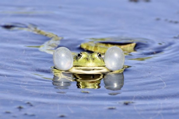 L'appétit pour les cuisses de grenouille menace les amphibiens