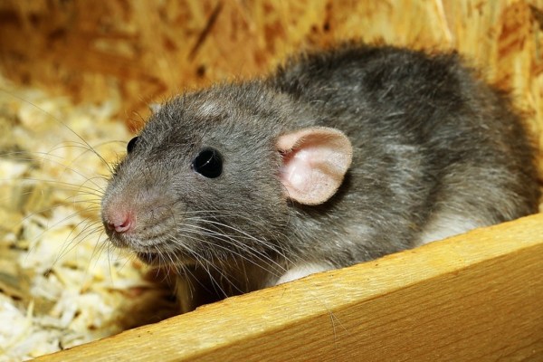 Frau lebte mit 800 Ratten in ihrer Wohnung