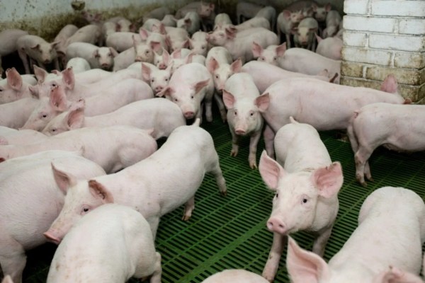 Une star de Game of Thrones contre le gazage des porcs