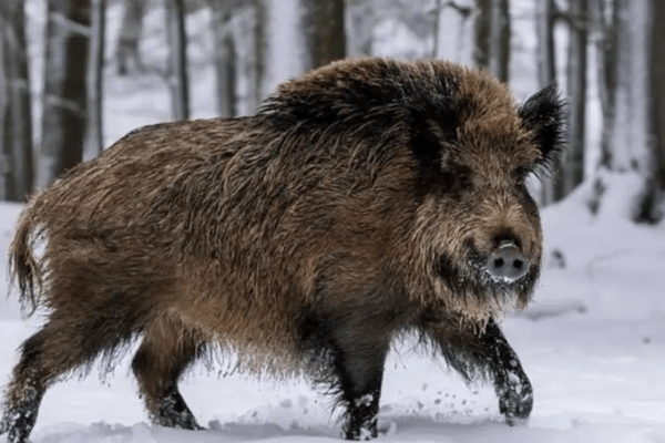 USA: Hybride Superschweine auf dem Vormarsch