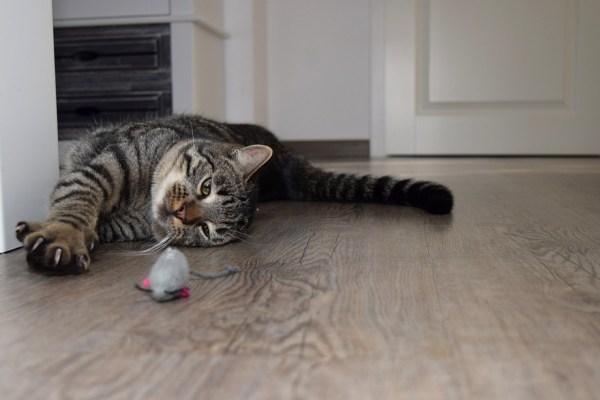 Katten hebben een betere levenskwaliteit wanneer men met hen speelt