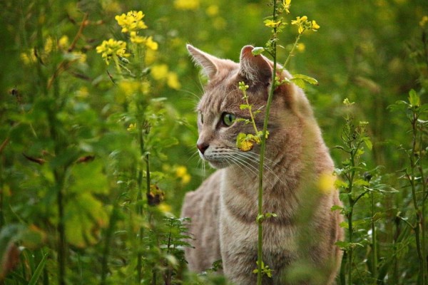 Nedersaksen: jachtverbod op katten komt er
