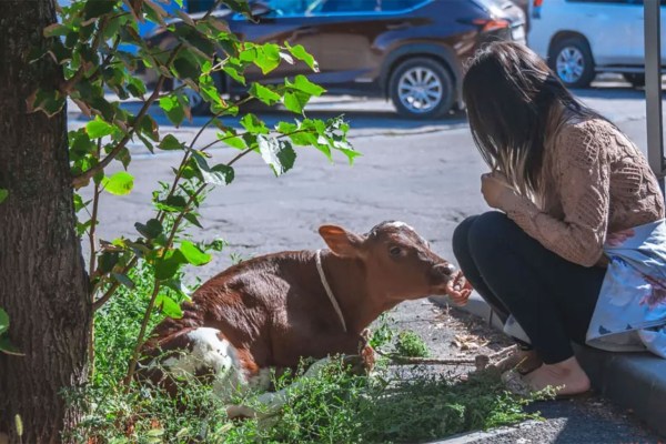 Russie : une militante arrêtée avec une vache sur la Place Rouge