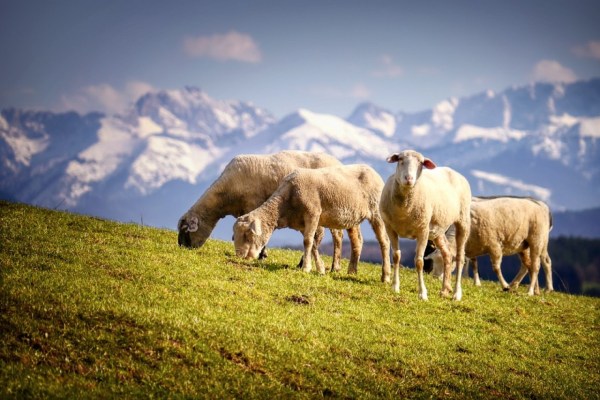 Zu viele Schafe schaden der Biodiversität