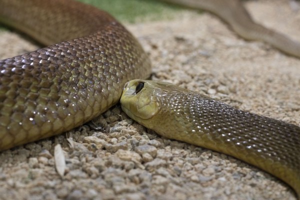 I serpenti percepiscono più di quanto si pensasse