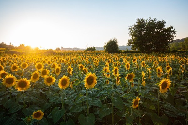 I girasoli fioriscono con un orologio interno