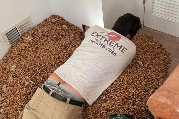 Specht versteckte hunderte Kilo Eicheln in Kamin